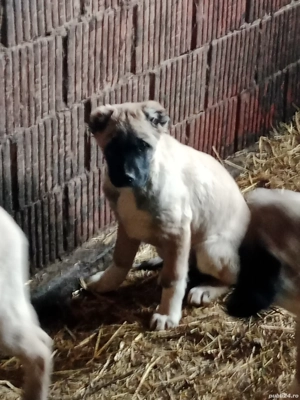 vand kangalii - imagine 4