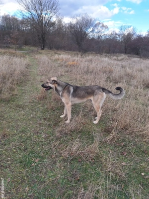 Kangal adult de donat - imagine 2