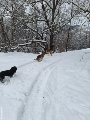 Kangal adult de donat - imagine 3