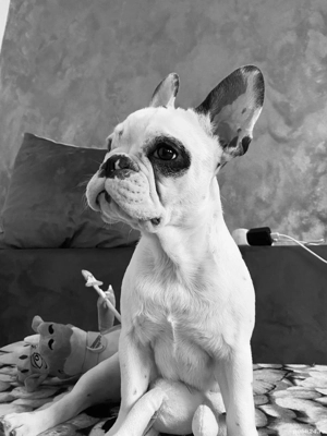 Vand Bulldog francez  - imagine 2