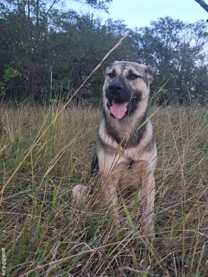 Kangal adult de donat - imagine 4