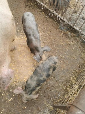 Purcei intarcati  - imagine 2