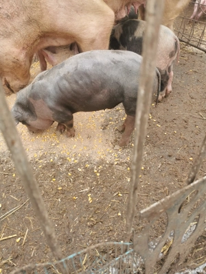 Purcei intarcati  - imagine 4