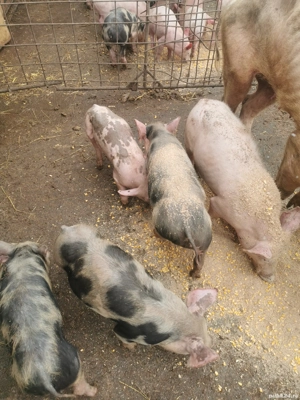 Purcei intarcati  - imagine 5