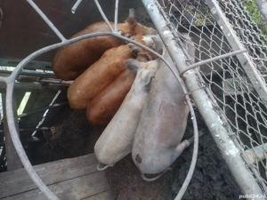 de vânzare  - imagine 2