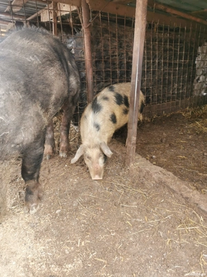 Purcei de țară  - imagine 3