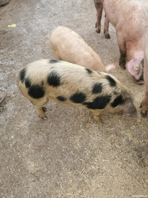 Purcei de țară  - imagine 2