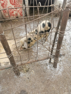 Purcei de țară  - imagine 4