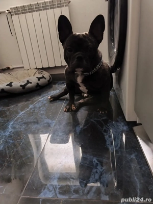 Bulldog francez - imagine 2
