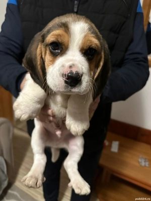 Cățeluși beagle,superbi - imagine 4