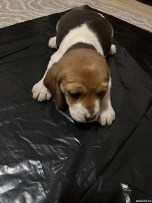 Cățeluși beagle,superbi