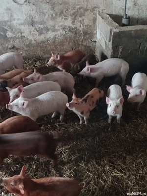 Vând purcei și soldani dela la 300lei bucata - imagine 5