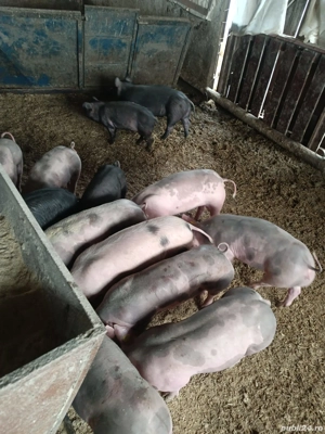 Vând purcei și soldani dela la 300lei bucata - imagine 2