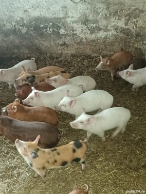 Vând purcei și soldani dela la 300lei bucata - imagine 4