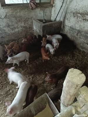 Vând purcei și soldani dela la 300lei bucata - imagine 3