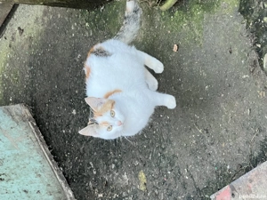 donez pui de pisica - imagine 3