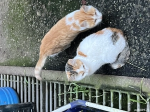 donez pui de pisica - imagine 5