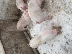 Purcei de vanzare - imagine 3