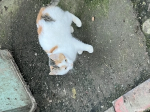 donez pui de pisica - imagine 4