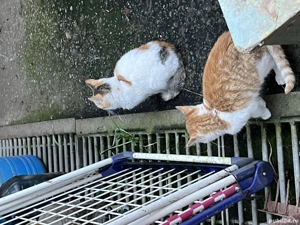 donez pui de pisica - imagine 2