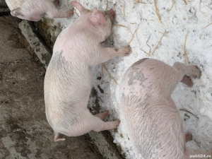 Purcei de vanzare - imagine 5
