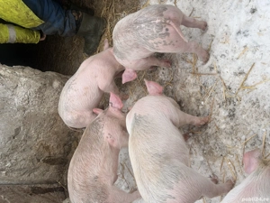 Purcei de vanzare - imagine 4