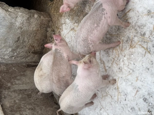 Purcei de vanzare - imagine 2