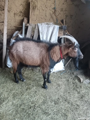 Vând tap pentru monta 