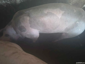 Porci 100 kg - crescuti natural - imagine 4