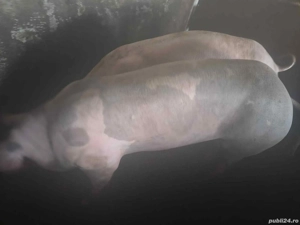 Porci 100 kg - crescuti natural - imagine 3