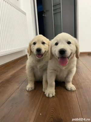 Pui Golden Retriever