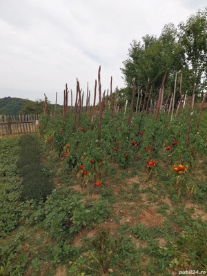 Casa cu 6 ha de teren  - imagine 3