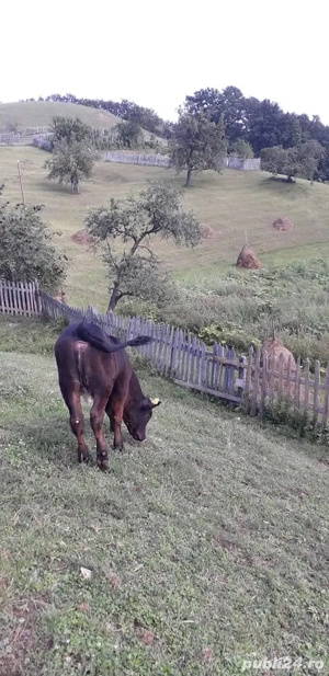 Casa cu 6 ha de teren  - imagine 4