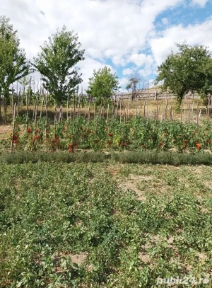 Casa cu 6 ha de teren  - imagine 5