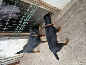 Cățeii de vânătoare 