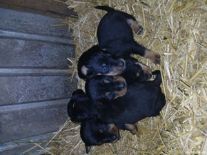 Cățeii de vânătoare  - imagine 2