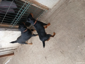 Cățeii de vânătoare  - imagine 3