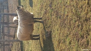 Vand oi suffolk - imagine 2