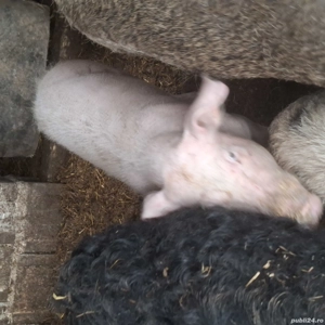 Porci 50kg de țară crescuți bio - imagine 2