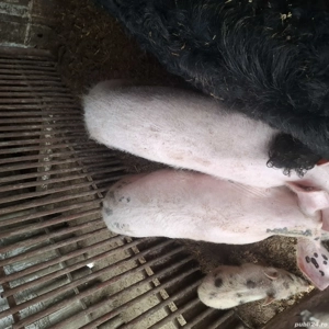 Porci 50kg de țară crescuți bio - imagine 4