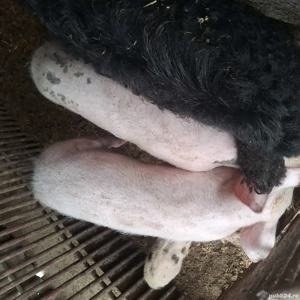 Porci 50kg de țară crescuți bio - imagine 5