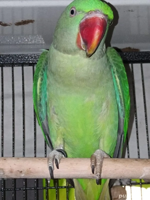 Vand Marele Alexander ,un perus si o nimfa - imagine 5