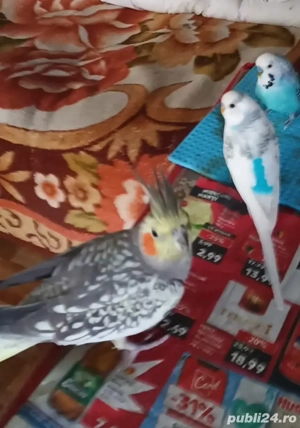 Vand Marele Alexander ,un perus si o nimfa - imagine 4