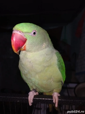 Vand Marele Alexander ,un perus si o nimfa - imagine 3