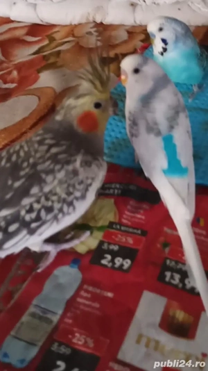 Vand Marele Alexander ,un perus si o nimfa - imagine 2