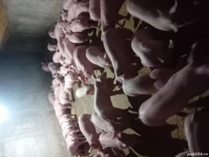 Vând purcei  - imagine 3