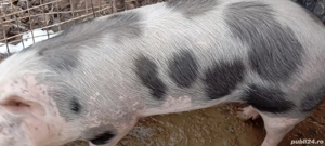 Porci pietrean. Ultimi 2 disponibili  - imagine 3