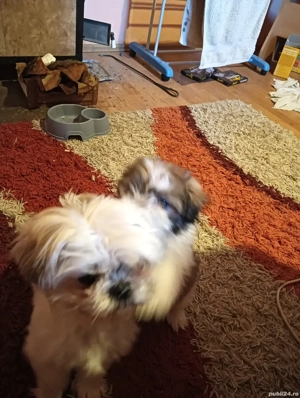 Vând o cățelușa shihtzu 