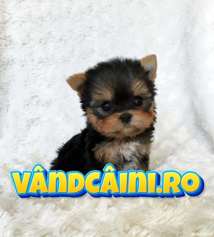 Yorkshire Terrier Mini Toy cu Factura-Garantie-Inregistrare-Microcip-Carnet-Livrare la Cluj - imagine 3