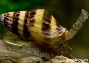 Pești acvariu  - imagine 2